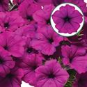 Afbeelding van Petunia P12 Violet